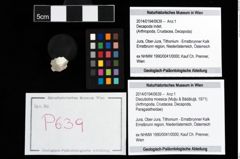 Foto (Objekt + Etikett) von Discutiolira moesica (Muţiu & Bădăluţă, 1971)  (NHMW-GEO-2014-0194-0639)